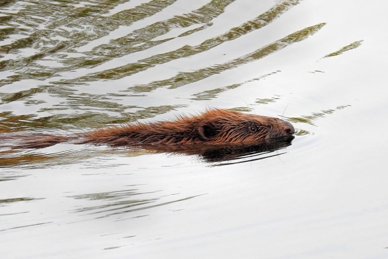 Klimawandel fördert Biberausbreitung, Biberausbreitung fördert Klimawandel